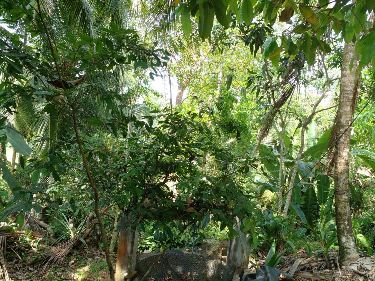 Muthu Sri Lanka *